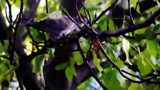 Garden Beast - Jazz Compas